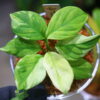 🦍-TGK-r50827lh-  🦍 / Homalomena sp. 'Chamaecladon Clade' mint variegated from  Sumatera Utara / ホマロメナ斑入り - 画像 (2)