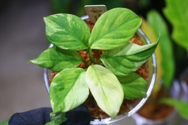 🦍-TGK-r50827lh-  🦍 / Homalomena sp. 'Chamaecladon Clade' mint variegated from  Sumatera Utara / ホマロメナ斑入り
