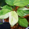 🦍-TGK-r50827lh-  🦍 / Homalomena sp. 'Chamaecladon Clade' mint variegated from  Sumatera Utara / ホマロメナ斑入り - 画像 (3)