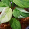 🦍-TGK-r50827lh-  🦍 / Homalomena sp. 'Chamaecladon Clade' mint variegated from  Sumatera Utara / ホマロメナ斑入り - 画像 (4)