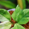 🦍-TGK-r50827lh-  🦍 / Homalomena sp. 'Chamaecladon Clade' mint variegated from  Sumatera Utara / ホマロメナ斑入り - 画像 (5)