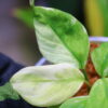 🦍-TGK-r50827lh-  🦍 / Homalomena sp. 'Chamaecladon Clade' mint variegated from  Sumatera Utara / ホマロメナ斑入り - 画像 (6)