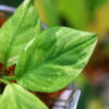 🦍-TGK-r50827lh-  🦍 / Homalomena sp. 'Chamaecladon Clade' mint variegated from  Sumatera Utara / ホマロメナ斑入り - 画像 (7)