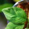 🦍-TGK-r50827lh-  🦍 / Homalomena sp. 'Chamaecladon Clade' mint variegated from  Sumatera Utara / ホマロメナ斑入り - 画像 (8)