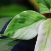 🦍-TGK-r50827lh-  🦍 / Homalomena sp. 'Chamaecladon Clade' mint variegated from  Sumatera Utara / ホマロメナ斑入り - 画像 (10)
