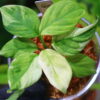 🦍-TGK-r50827lh-  🦍 / Homalomena sp. 'Chamaecladon Clade' mint variegated from  Sumatera Utara / ホマロメナ斑入り - 画像 (12)