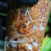 🦍-TGK-r50827lh-  🦍 / Homalomena sp. 'Chamaecladon Clade' mint variegated from  Sumatera Utara / ホマロメナ斑入り - 画像 (15)