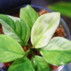🦍-TGK-r50827lh-  🦍 / Homalomena sp. 'Chamaecladon Clade' mint variegated from  Sumatera Utara / ホマロメナ斑入り - 画像 (14)