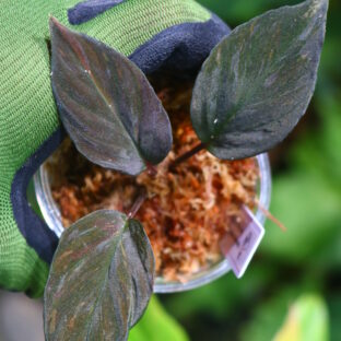 🦍-TGK-r60819lh- 🦍 / Homalomena humilis 'Black Velvet' variegated from Lingga　/  ホマロメナ 'ブラックベルベット斑入り