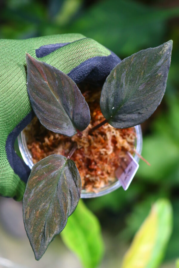 🦍-TGK-r60819lh- 🦍 / Homalomena humilis 'Black Velvet' variegated from Lingga　/  ホマロメナ 'ブラックベルベット斑入り