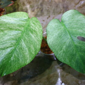 -TGK-/Monstera deliciosa mint variegata Brazilian form / モンステラ ミント斑入 ブラジリアンフォーム！