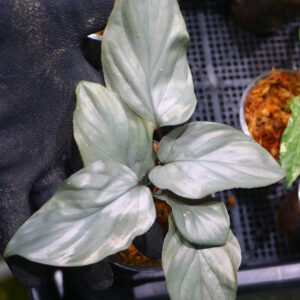 -TGK-銀葉- / Homalomena sp. Nanga Mahap/ホマロメナ