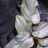 -TGK-銀葉- / Homalomena sp. Nanga Mahap/ホマロメナ - 画像 (3)