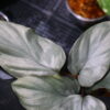 -TGK-銀葉- / Homalomena sp. Nanga Mahap/ホマロメナ - 画像 (4)