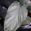 -TGK-銀葉- / Homalomena sp. Nanga Mahap/ホマロメナ - 画像 (7)