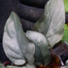 -TGK-銀葉- / Homalomena sp. Nanga Mahap/ホマロメナ - 画像 (6)