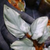 -TGK-銀葉- / Homalomena sp. Nanga Mahap/ホマロメナ - 画像 (5)