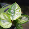 🦍-TGK-r50404- 🦍 /Elatostema sp. silver aurea variegated from South Thailand / エラトステマ sp. シルバーオウレア 斑入り - 画像 (7)