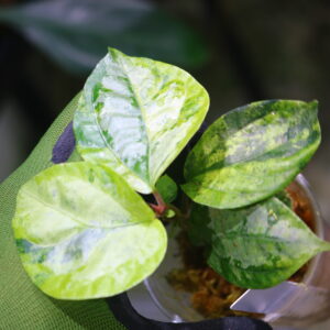 🦍-TGK-r50404- 🦍 /Elatostema sp. silver aurea variegated from South Thailand / エラトステマ sp. シルバーオウレア 斑入り