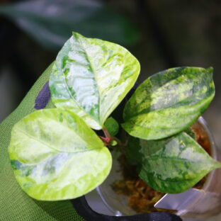 🦍-TGK-r50404- 🦍 /Elatostema sp. silver aurea variegated from South Thailand / エラトステマ sp. シルバーオウレア 斑入り