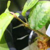 🦍-TGK-r50404- 🦍 /Elatostema sp. silver aurea variegated from South Thailand / エラトステマ sp. シルバーオウレア 斑入り - 画像 (8)