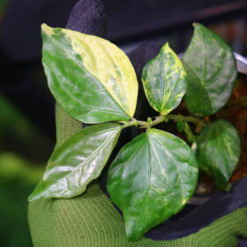 🦍-TGK-r50404- 🦍 /Elatostema sp. new pink leaf variegated from South Thailand /エラトステマ sp.ニュー ピンクリーフ 斑入り