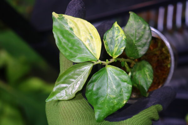 🦍-TGK-r50404- 🦍 /Elatostema sp. new pink leaf variegated from South Thailand /エラトステマ sp.ニュー ピンクリーフ 斑入り