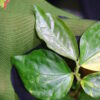 🦍-TGK-r50404- 🦍 /Elatostema sp. new pink leaf variegated from South Thailand /エラトステマ sp.ニュー ピンクリーフ 斑入り - 画像 (7)
