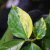 🦍-TGK-r50404- 🦍 /Elatostema sp. new pink leaf variegated from South Thailand /エラトステマ sp.ニュー ピンクリーフ 斑入り - 画像 (6)