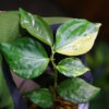 🦍-TGK-r50404- 🦍 /Elatostema sp. new pink leaf variegated from South Thailand /エラトステマ sp.ニュー ピンクリーフ 斑入り - 画像 (5)