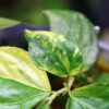 🦍-TGK-r50404- 🦍 /Elatostema sp. new pink leaf variegated from South Thailand /エラトステマ sp.ニュー ピンクリーフ 斑入り - 画像 (4)
