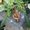 TGK-r03010-/ Philodendron longilobatum 'Lelano Miyano'/ フィロデンドロン ロンギロバトム レラノミヤノ - 画像 (5)