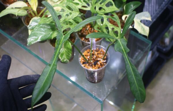 TGK-r03010-/ Philodendron longilobatum 'Lelano Miyano'/ フィロデンドロン ロンギロバトム レラノミヤノ