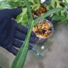 TGK-r03010-/ Philodendron longilobatum 'Lelano Miyano'/ フィロデンドロン ロンギロバトム レラノミヤノ - 画像 (4)