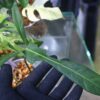 TGK-r03010-/ Philodendron longilobatum 'Lelano Miyano'/ フィロデンドロン ロンギロバトム レラノミヤノ - 画像 (3)