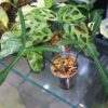 TGK-r03010-/ Philodendron longilobatum 'Lelano Miyano'/ フィロデンドロン ロンギロバトム レラノミヤノ - 画像 (2)