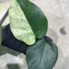 -TGK-/Monstera deliciosa mint variegata Brazilian form / モンステラ ミント斑入 ブラジリアンフォーム！ - 画像 (2)