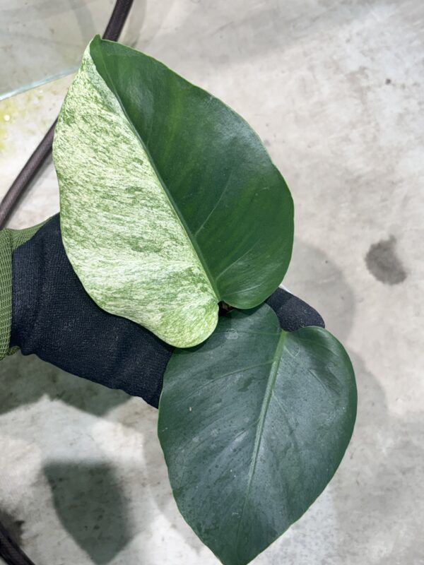 -TGK-/Monstera deliciosa mint variegata Brazilian form / モンステラ ミント斑入 ブラジリアンフォーム！