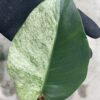 -TGK-/Monstera deliciosa mint variegata Brazilian form / モンステラ ミント斑入 ブラジリアンフォーム！ - 画像 (3)