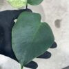 -TGK-/Monstera deliciosa mint variegata Brazilian form / モンステラ ミント斑入 ブラジリアンフォーム！ - 画像 (4)