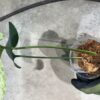 -TGK-/Monstera deliciosa mint variegata Brazilian form / モンステラ ミント斑入 ブラジリアンフォーム！ - 画像 (5)