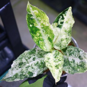 Aglaonema picutum variegated from Aceh Sumatra -TGK-RIIX0042LH-  / アグラオネマピクタム斑入り/TGK輸入便
