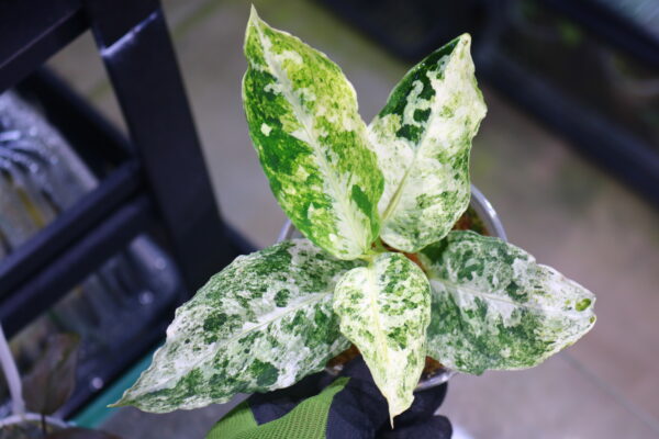 Aglaonema picutum variegated from Aceh Sumatra -TGK-RIIX0042LH-  / アグラオネマピクタム斑入り/TGK輸入便