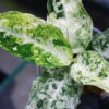 Aglaonema picutum variegated from Aceh Sumatra -TGK-RIIX0042LH-  / アグラオネマピクタム斑入り/TGK輸入便 - 画像 (3)