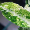 Aglaonema picutum variegated from Aceh Sumatra -TGK-RIIX0042LH-  / アグラオネマピクタム斑入り/TGK輸入便 - 画像 (4)
