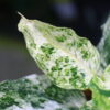 Aglaonema picutum variegated from Aceh Sumatra -TGK-RIIX0042LH-  / アグラオネマピクタム斑入り/TGK輸入便 - 画像 (6)