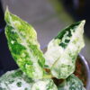 Aglaonema picutum variegated from Aceh Sumatra -TGK-RIIX0042LH-  / アグラオネマピクタム斑入り/TGK輸入便 - 画像 (7)