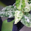 Aglaonema picutum variegated from Aceh Sumatra -TGK-RIIX0042LH-  / アグラオネマピクタム斑入り/TGK輸入便 - 画像 (8)
