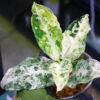 Aglaonema picutum variegated from Aceh Sumatra -TGK-RIIX0042LH-  / アグラオネマピクタム斑入り/TGK輸入便 - 画像 (5)