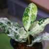 Aglaonema picutum variegated from Aceh Sumatra -TGK-RIIX0042LH-  / アグラオネマピクタム斑入り/TGK輸入便 - 画像 (9)